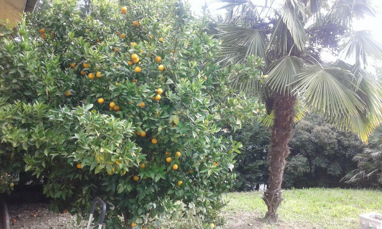 Le Palme * Chieti
